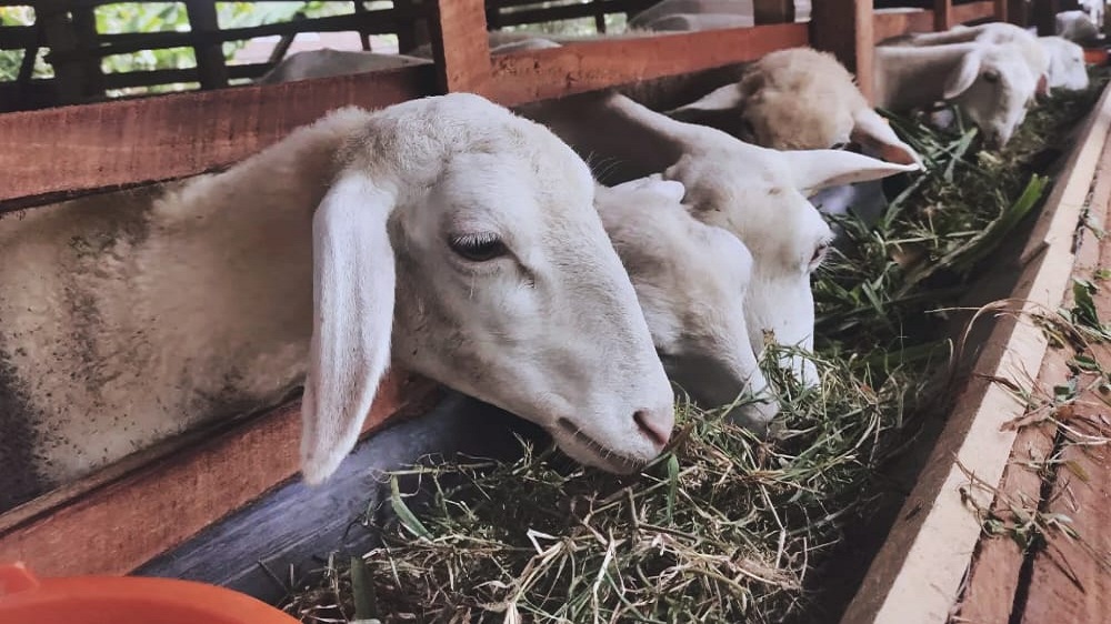 kambing