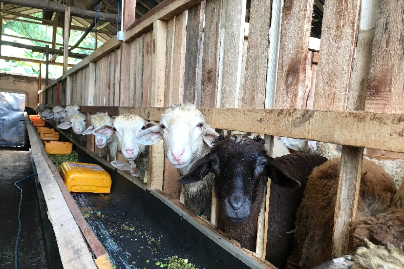 pakan kambing kering
