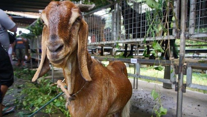 kambing