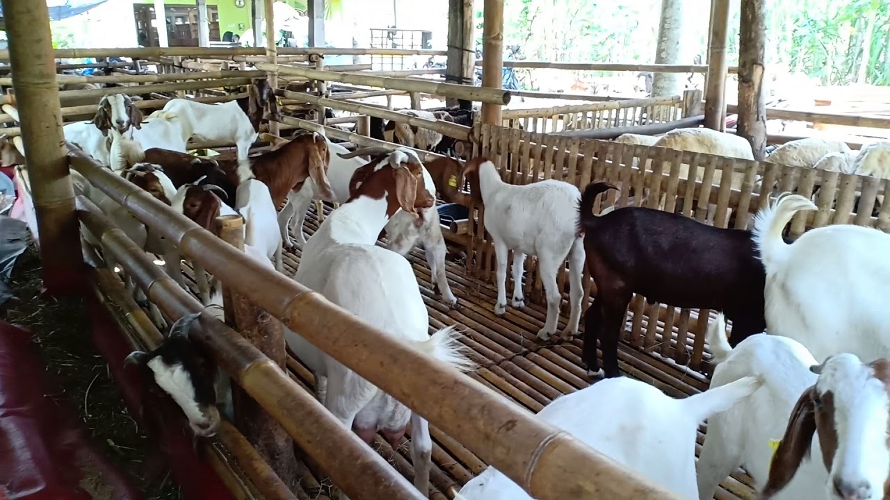 kambing pedaging