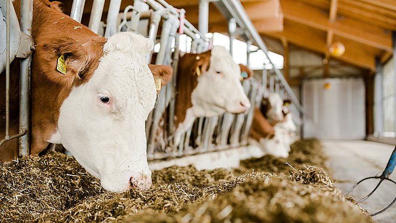 pengolahan pakan hammer mill