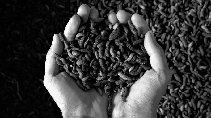 pengolahan sampah dengan maggot