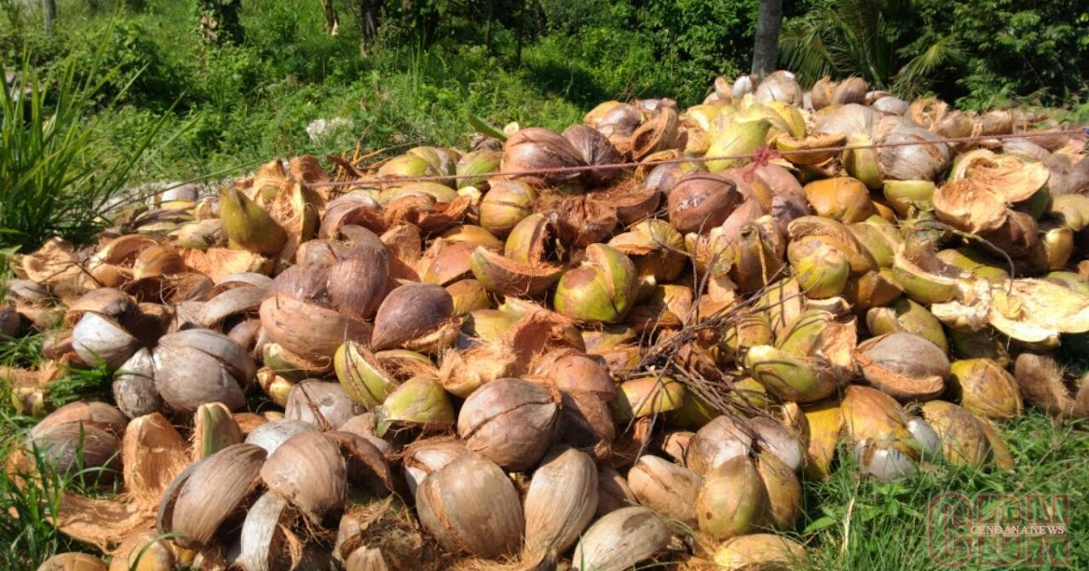 pemanfaatan limbah kelapa dalam bioindustri modern