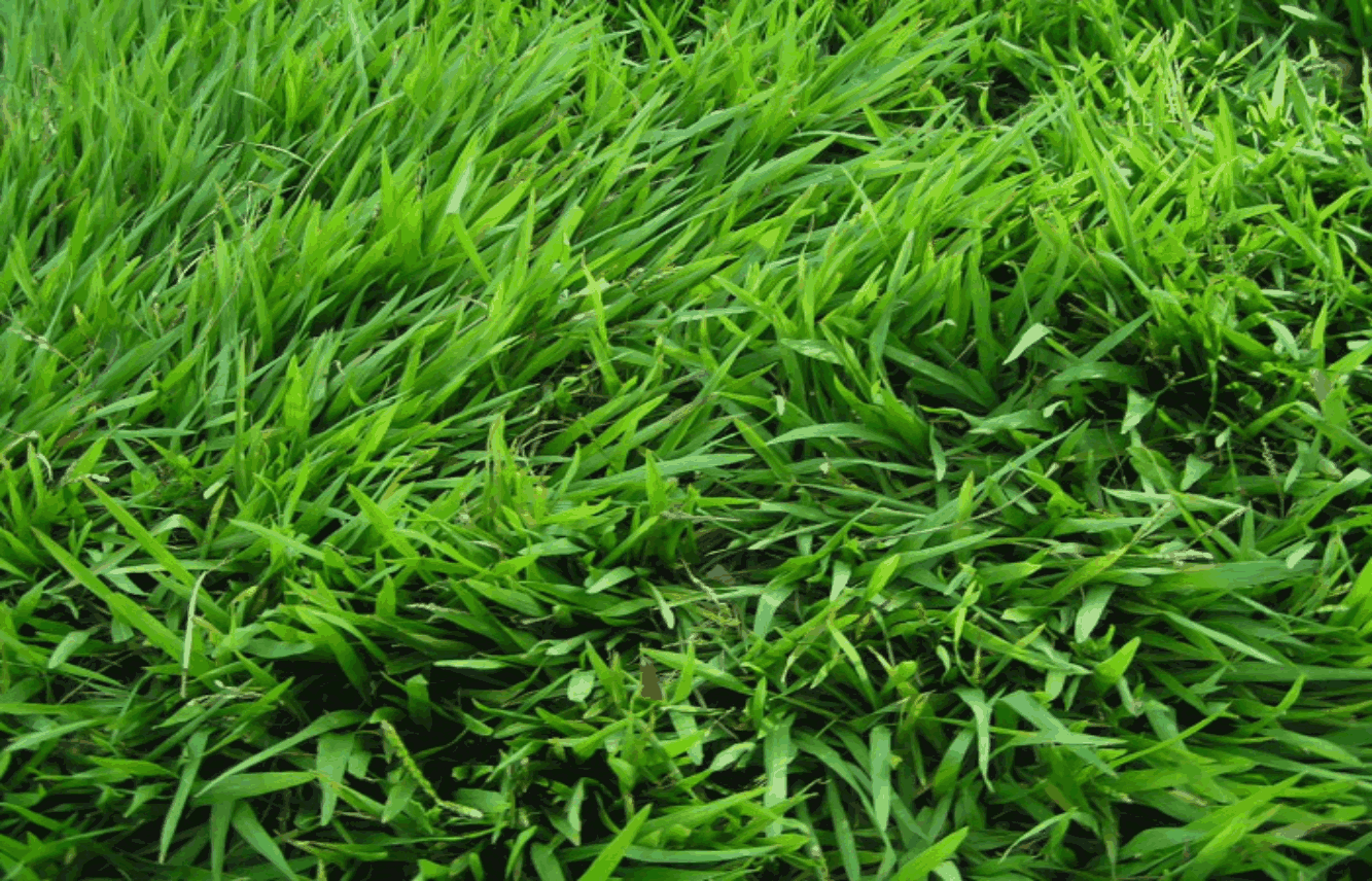 rumput hijau sumber serat