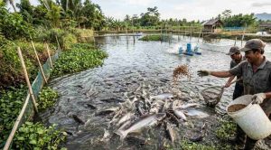 Ikan yang Cepat Besar untuk Budidaya, Pilihan Tepat agar Panen Lebih Cepat