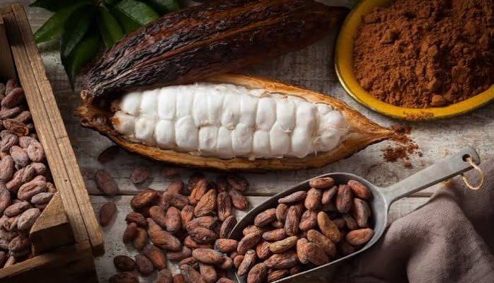 cara menggiling biji kakao halus