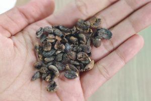 Penyebab Biji Kopi Rusak Saat Proses Pengupasan
